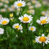 Mộ hoa cúc dại - Ito Sachio